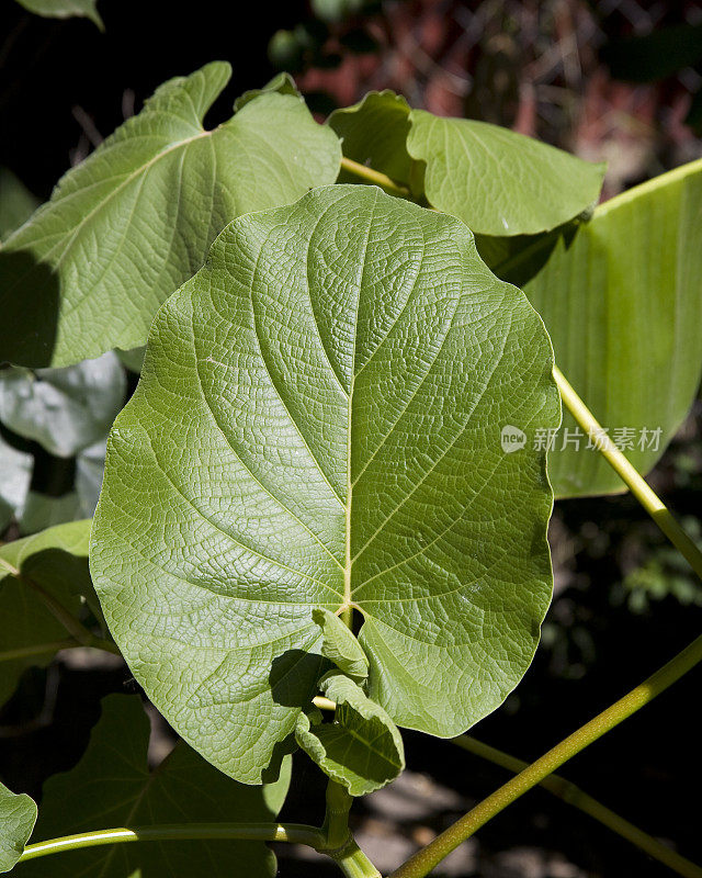 墨西哥瓦哈卡:Hoja Santa Cooking Herb